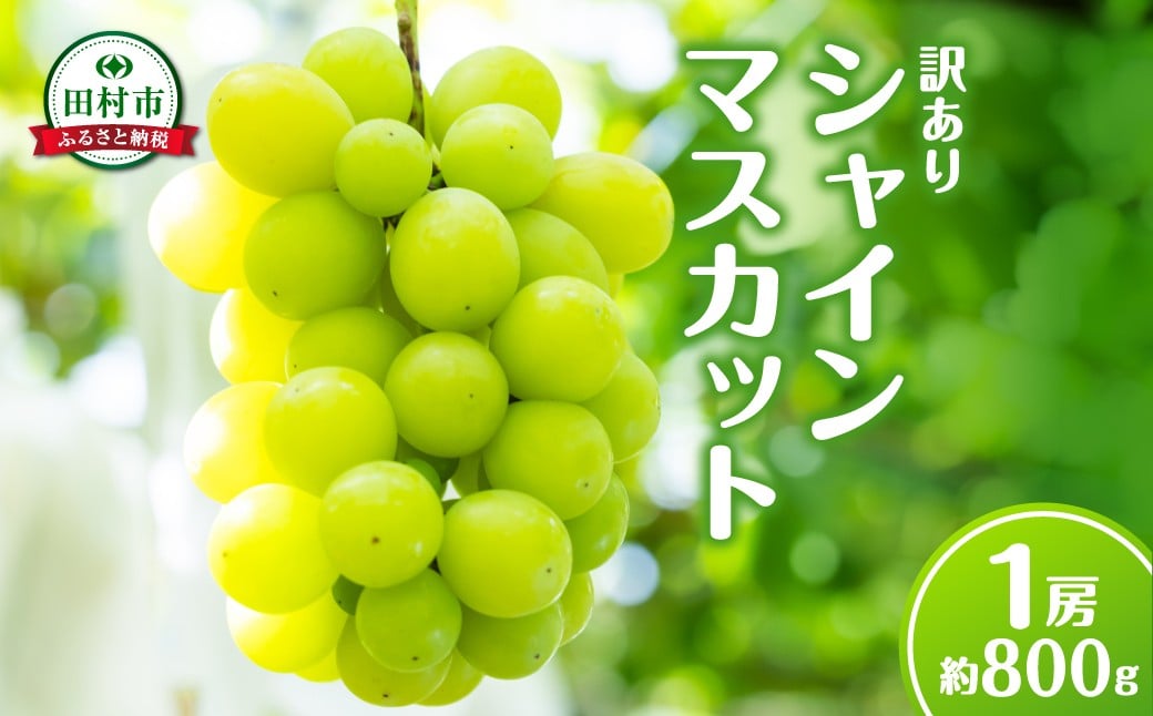 
            【 訳あり 】 シャインマスカット 1房 約800g 数量限定 冷蔵 10月発送 種無し 種なし 家庭用 ブドウ ぶどう 品種 果物 甘い 巨峰 美味しい 希少 人気 ランキング おすすめ 福島県 田村市 井堀利男
          