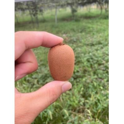 ふるさと納税 まんのう町 さぬきキウイっこ 約1kg |  | 01