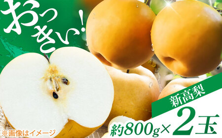 【先行予約】 まるはり新高梨（約800g×2玉入） 〈2025年9月下旬から発送開始〉 / 新高梨 梨 果物 フルーツ デザート 　【高知市農業協同組合】[ATBK001]