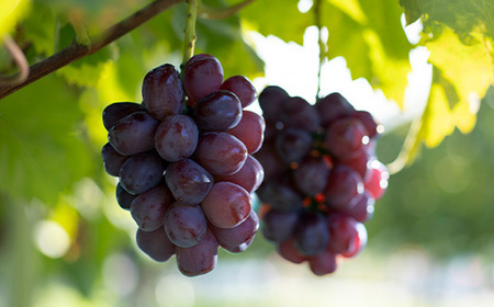 《先行予約》2025年 山形県山辺町産 ご家庭用　ブラックシャインマスカット（約600g）ふじのかがやき ぶどう 1房 令和6年産 2025年産 果物 フルーツ 2025年9月下旬から順次発送 bg-