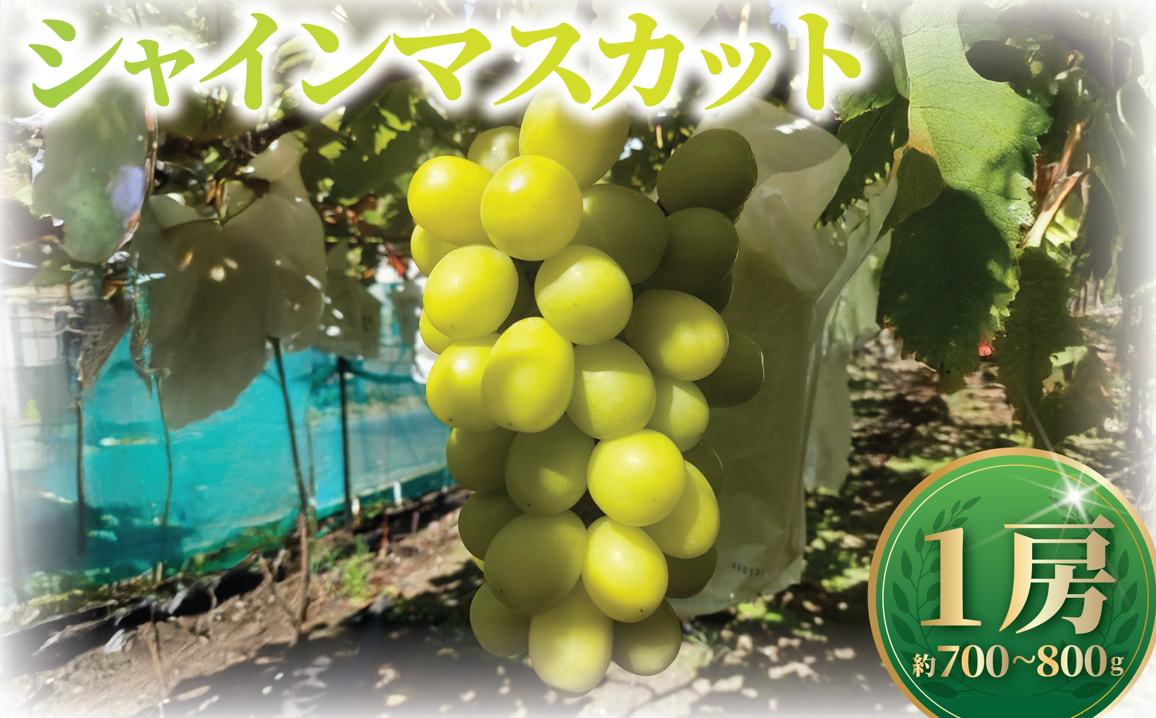 
                  贈答用 シャインマスカット 1房 700g ～ 800g 【2026年9月上旬発送】 種なし マスカット 葡萄 ぶどう ブドウ くだもの 果物 果実 フルーツ 旬 新鮮 先行予約 数量限定 産地直送 農家直送 冷蔵配送 おいしい ご褒美 ジューシー お中元 プレゼント ギフト 贈り物 おすすめ 10000円 関根果樹園 湘南 藤沢
                