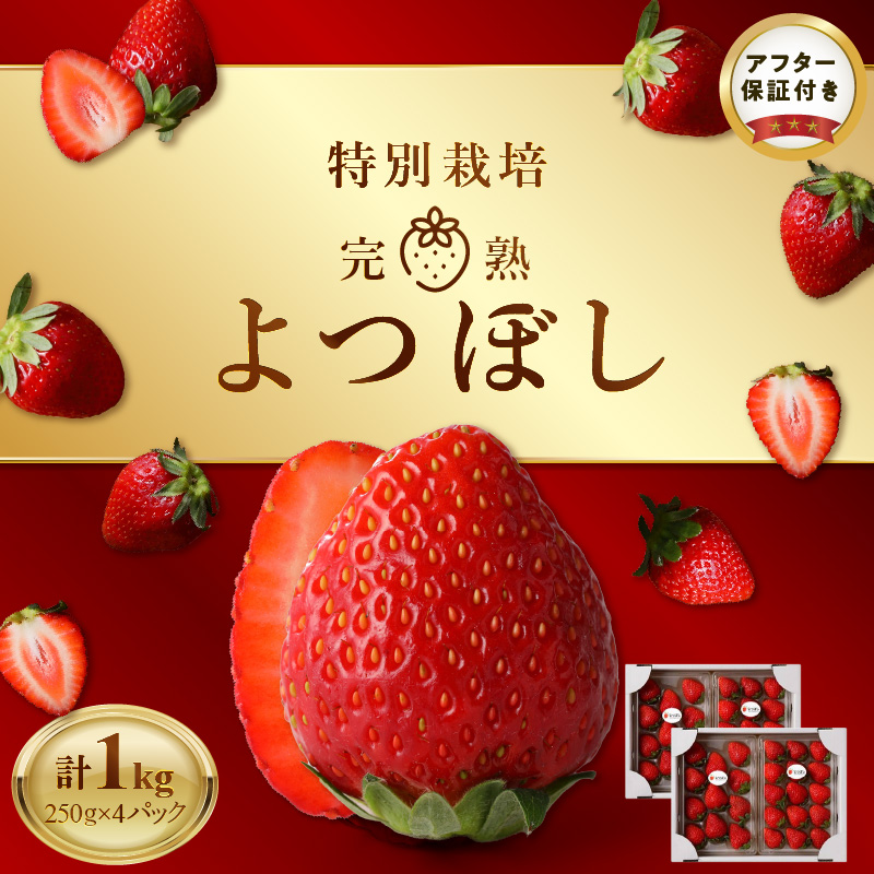 池田農園の特別栽培完熟よつぼし　250g×4パック_池田農園 特別栽培 完熟 よつぼし 250g × 4パック 濃厚 甘い 安心安全 栄養価が高い 福岡エコ農産物 いちご 果物 フルーツ スイーツ いちご煮 いちごジャム スムージー おやつ ストロベリー ゆりかーご お取り寄せ 贈り物 福岡県 久留米市 送料無料_Fi112