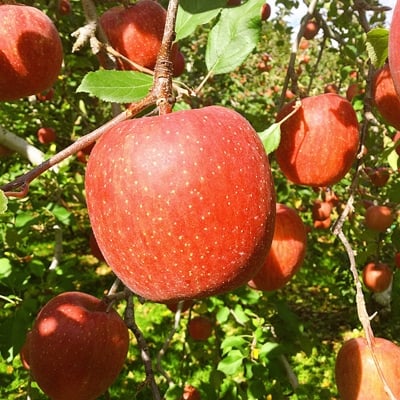 
            ＜1月発送＞十和田深持りんご＜サンふじ＞10kg(中玉40個)【1064904】
          