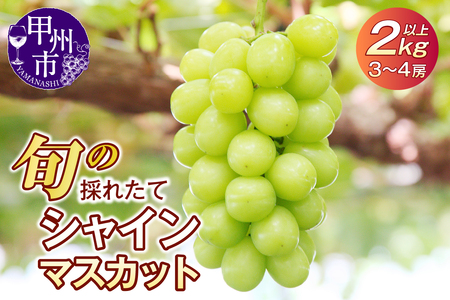 旬の採れたてシャインマスカット2.0kg以上（3房～4房）【令和7年 2025年発送】（HO）B18-401 【シャインマスカット 葡萄 ぶどう ブドウ 2025年発送 期間限定 山梨県産 甲州市 フルーツ 果物】