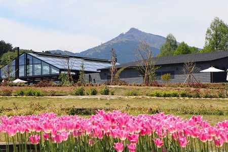 いちご 「いばらキッス」 1p ＆ 「みくのか」 1p 計2p イチゴ 苺 フルーツ 果物 くだもの 旬 産地直送 茨城県 石岡市 A28-008