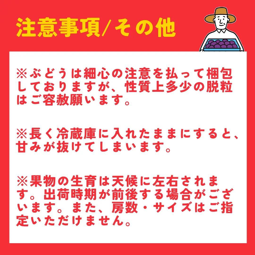 【令和8年産 先行予約】 巨峰 農家こだわりの 巨峰 約2kg |  ぶどう 新潟県 弥彦村 弥彦アグリセンター