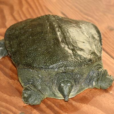 ふるさと納税 山北町 神奈川産すっぽんドリンク　180g×5缶 |  | 03