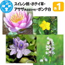 【ふるさと納税】スイレン桃(1)+ホテイ草(1株)+アサザ(花色おまかせ)(1ポット)+ポンテ白(1株)