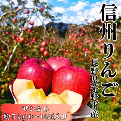 【贈答】サンふじ 約5kg 10～14玉 長野直送 信州八ヶ岳 りんご 蓼科高原【1692242】