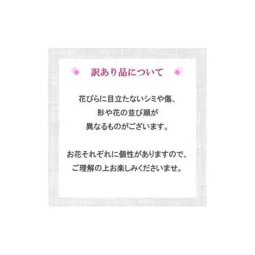 【定期便3ヶ月】 【訳あり】 胡蝶蘭 5本立て ピンク 花