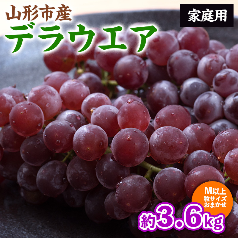 【ご家庭用】山形のデラウェア M以上 約3.6kg(18～37房)[粒サイズおまかせ] 訳あり 山形 山形県 山形市 フルーツ 果物 くだもの 送料無料 ぶどう 葡萄 ブドウ デラウェア FZ24-186