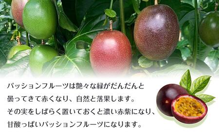 南大隅町産パッションフルーツで作るリリコイバスクチーズケーキ | スイーツ チーズケーキ ケーキ パッションフルーツ リリコイ チーズケーキ 冷凍