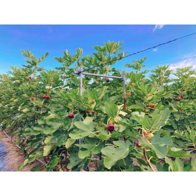 ふるさと納税 紀の川市 【8月上旬以降お届け】いちじくプリンセス |  | 03