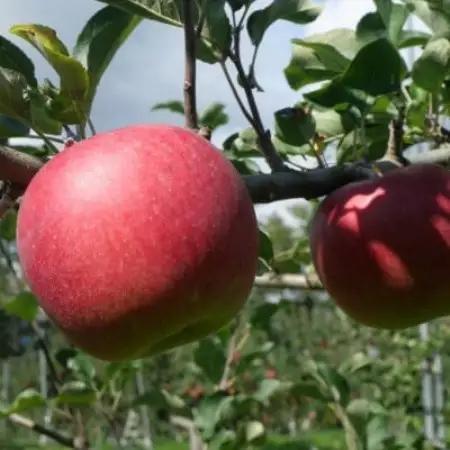 先行予約 松陽園の樹上 完熟 りんご シナノスイート 5kg 岩手県 遠野市産 農家直送【配送不可地域：離島】【1698679】