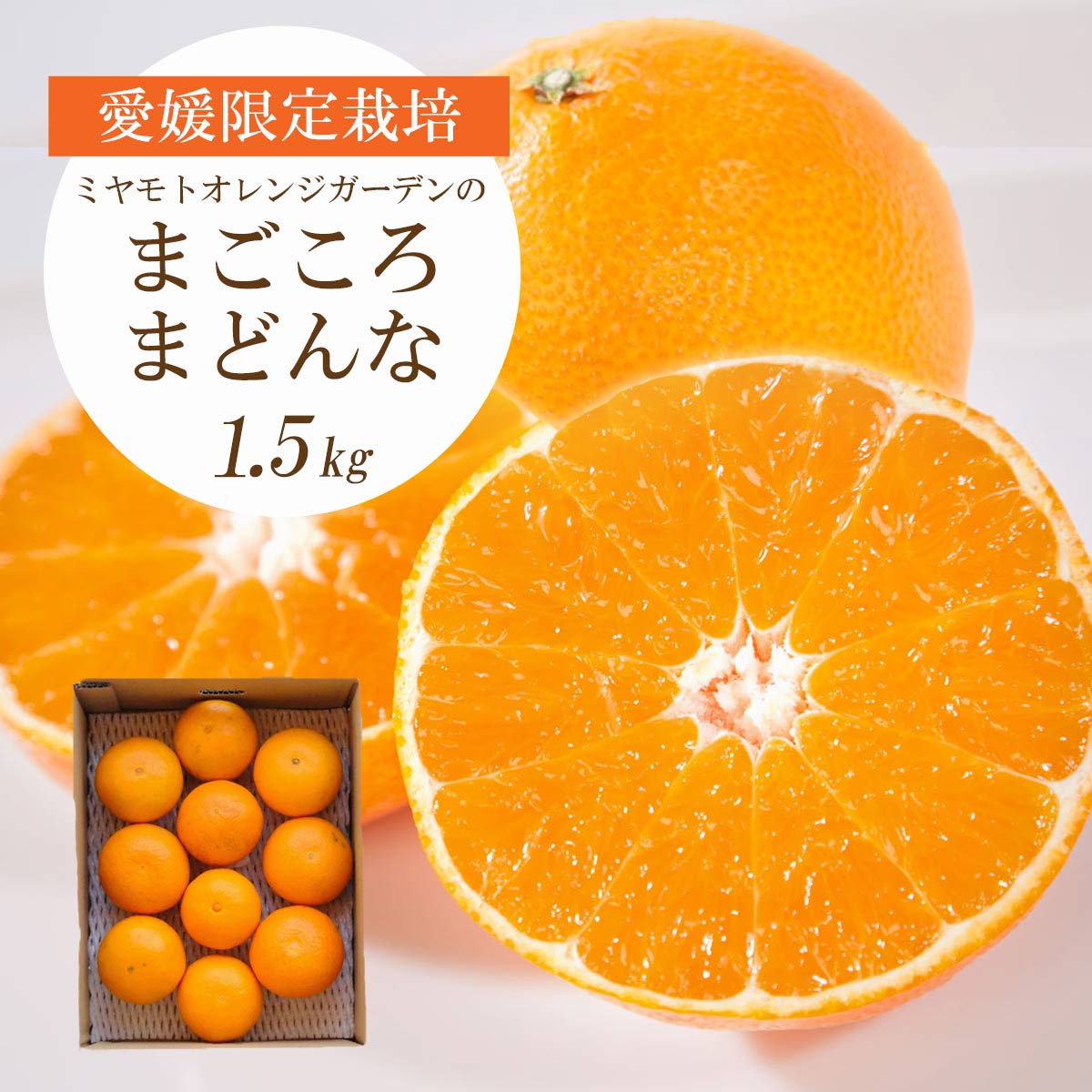 【ふるさと納税】【先行受付】 紅まどんなと同品種 愛媛果試28号 (1.5kg / 2.5kg)_ みかん ミカン 蜜柑 まごころまどんな 果物 くだもの フルーツ デザート おいしい 希少 甘い かんきつ 柑橘 柑橘類 国産 愛媛 愛媛県 【G1166249】 YWTAP071