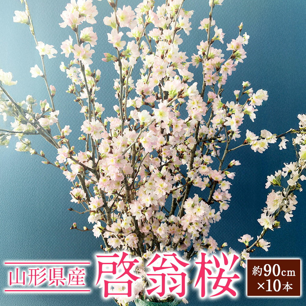 【ふるさと納税】啓翁桜 約90cm×10本 桜 さくら サクラ 花 フラワー 観賞用 飾り 山形県産 送料無料【2026年1月上旬～2月下旬発送予定】