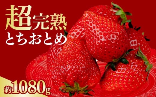 いちご 選手権金賞農園の 厳選&完熟&朝摘み とちおとめ レギュラーサイズ 約270g × 4パック 合計 約1080g【2月以降発送】 | いちご イチゴ 苺 とちおとめ 第1回いちご選手権金賞 ブランドいちご ストロベリー 完熟 果物 甘い あまい フルーツ くだもの 旬 産地直送 栃木県産 鈴木ファーム 栃木県 茂木町