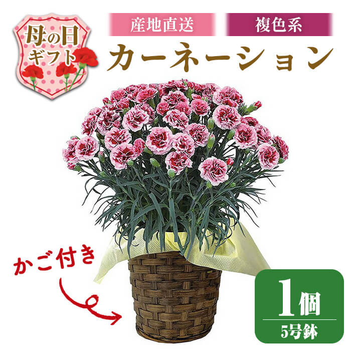 【ふるさと納税】＜先行予約受付中！2026年5月6日～9日に順次発送予定＞＜母の日ギフト＞柴田ポットカーネーション (複色系・5号鉢) 2026年5月10日 母の日 プレゼント ギフト 花 鉢植え プレゼント フラワーセット 【しばたの未来株式会社】 sh017-C