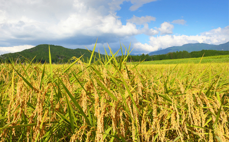 お米 米 令和7年産 つや姫  玄米 1月以降順次発送 900g 山形県産 ap-tsgxa900-0