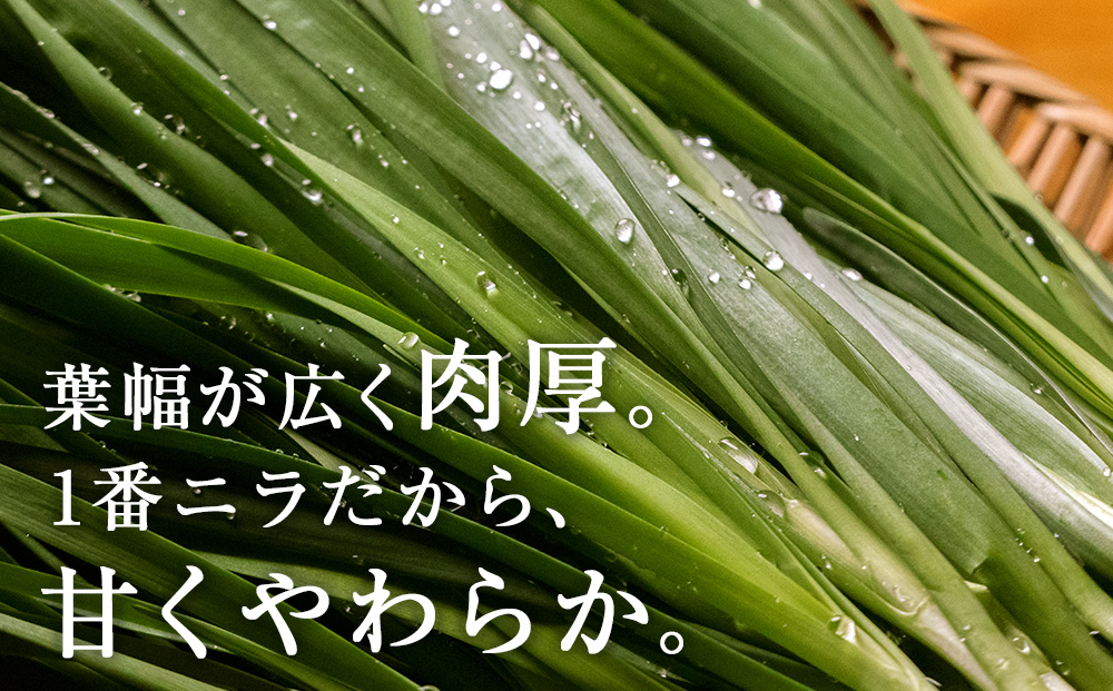 【2025年発送予約】知内産 1番ニラ「北の華」20束【JA新はこだて】