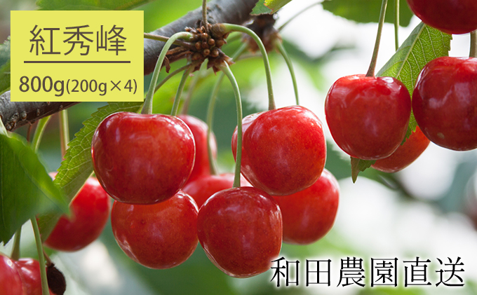 北海道 仁木町産 さくらんぼ 紅秀峰 800g（400g×2パック）  サクランボ チェリー フルーツ 果物 果物類 ギフト 仁木町 仁木 [和田農園]