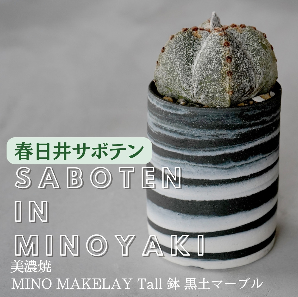多治見市×春日井市コラボ 【美濃焼】 MINO MAKELAY Tall 鉢 黒土マーブル × 【日本有数のサボテン産地】 春日井市の名店 後藤サボテン