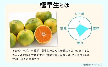 先行予約 極早生みかん 約 5kg サイズ混合 和歌山県 有田みかん 2024年10月中旬頃発送