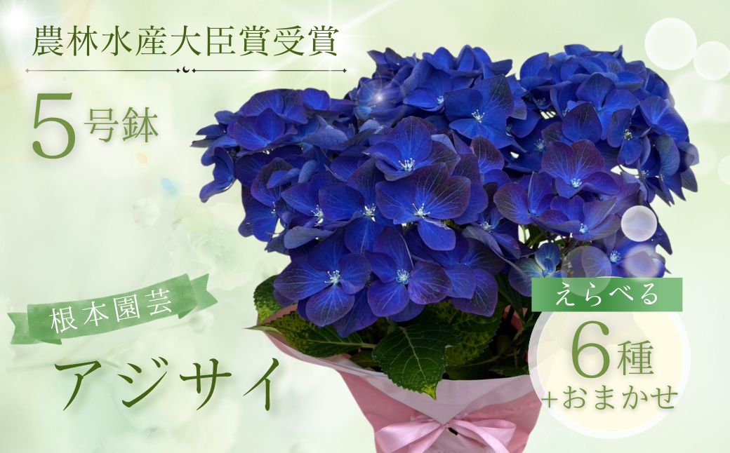 【ふるさと納税】アジサイ 選べる種類 花 お花 あじさい 紫陽花 5号 花ギフト フラワーギフト 鉢花 鉢植え ギフト プレゼント 贈答 農林水産大臣賞受賞 根本園芸