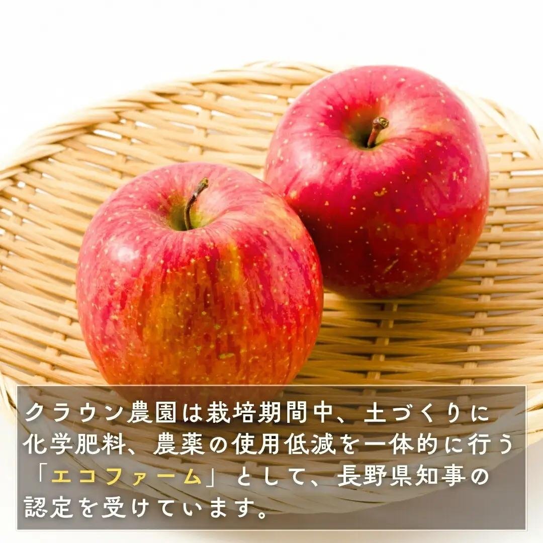 【2026年先行予約】りんご サンふじ 約5kg (9~18玉) |りんご