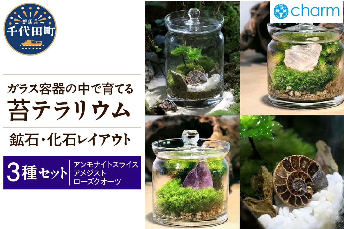 
            苔テラリウム 鉱石 化石 レイアウト 3種セット アンモナイトスライス アメジスト ローズクオーツ 群馬県千代田町 インテリア ナチュラル かわいい 癒し 植物 リラクゼーション 室内栽培 プレゼント ギフト 贈答用 送料無料 趣味 人気 オススメ 初心者 玄関 リビング キッチン 株式会社チャーム
          