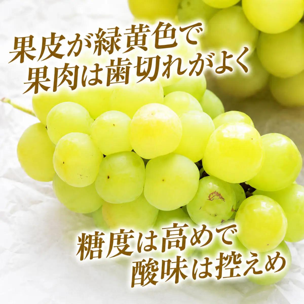 瀬戸ジャイアンツ 岡山県産 瀬戸ジャイアンツ【約2kg 3〜5房】【先行予約】