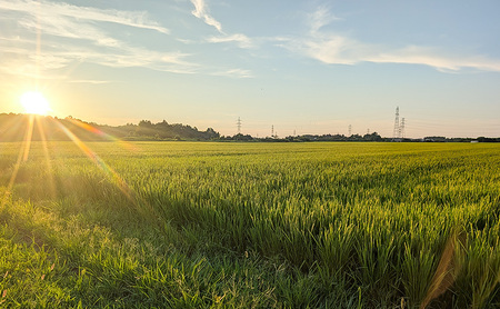 【（定期便|毎月配送｜計3回））1月下旬より順次出荷】令和7年産 新潟県 上越市産 にじのきらめき 5kg 白米×3回　定期便