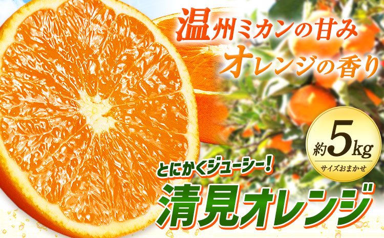 とにかくジューシー 清見 オレンジ 5kg 株式会社魚鶴商店《2026年3月下旬-4月中旬頃より出荷予定》和歌山県 日高町 柑橘 果物 フルーツ 清見オレンジ---wsh_uot135_3g4c_25_14000_5kg---