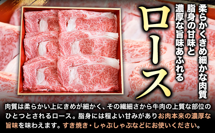 熊野牛 すき焼き・しゃぶしゃぶ用ローススライス 500g(粉山椒付き) 澤株式会社(Meat Factory)《90日以内に出荷予定(土日祝除く)》 和歌山県 日高町 熊野牛 牛 うし 牛肉 しゃぶし