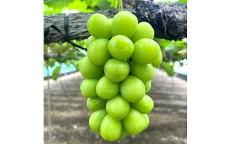 【ふるさと納税】 期間限定 シャインマスカット 期間限定 4房(約3kg) ぶどう マスカット 旬 糖度 皮ごと 種なし 送料無料 ギフト 贈答用 国産 食品 フルーツ お取り寄せ お取り寄せグルメ