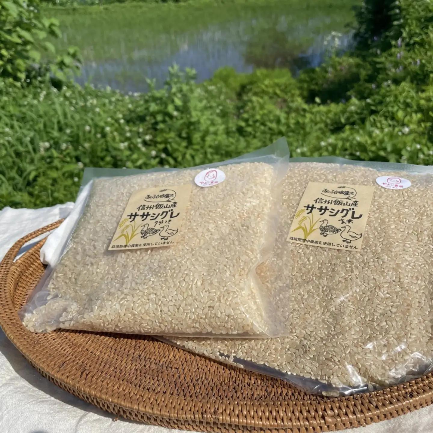 玄米 【5kg】 令和7年産 ササシグレ 長野県産 【やよい農園】7-91