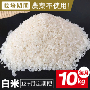 【2026年9月中旬発送開始】【12ヶ月定期便】★栽培期間農薬不使用★茨城県産 R８年産 こしひかり白米 10kg｜茨城県 行方市 ふるさと納税 お米 米 定期便 こしひかり 白米 無農薬（BI-105）