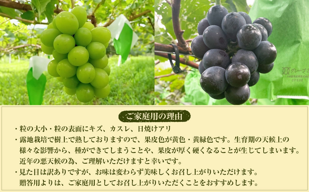 【数量限定】粒パック 訳あり シャインマスカット（約500g）& BKシードレス （約500g） 計約1kg（各1パック）