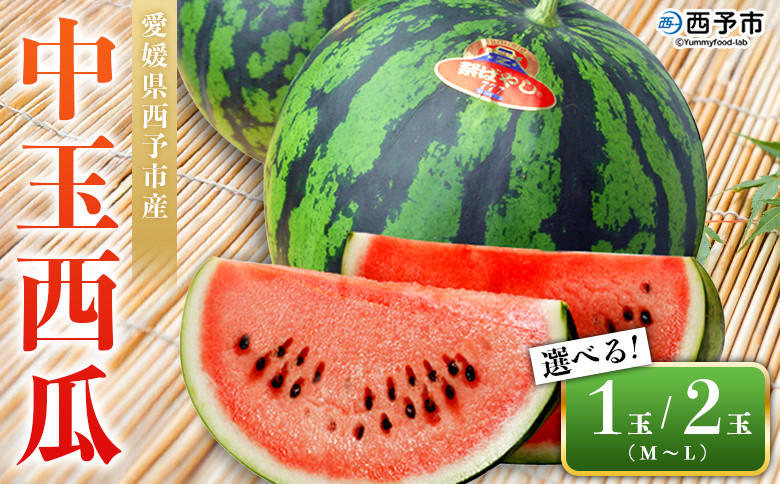 
                  【先行予約】＜愛媛県西予市産 中玉西瓜 1～2玉＞ 果物 くだもの 果肉 フルーツ 西瓜 すいか スイカ 中玉 中玉すいか 中玉スイカ M～L 5～7kg 高糖度 甘い 季節物 食べて応援 国産 特産品 宇都宮物産 愛媛県 西予市【常温】『2026年7月上旬～8月上旬迄に順次出荷予定』
                