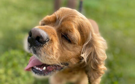 犬用 おもちゃ 鹿角かみかみ Mサイズ（ 中型犬用 ） / 鹿 鹿角 ペット用品 歯磨き 熊本 山都町【Mother Earth】[YCB005]愛犬おもちゃ 犬用おもちゃ 犬のおもちゃ 鹿角 中型犬