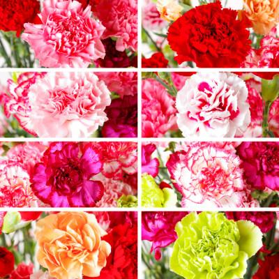 ふるさと納税 佐世保市 母の日ギフト 花農家直送 カーネーション花束 生花 切り花 22本 |  | 03