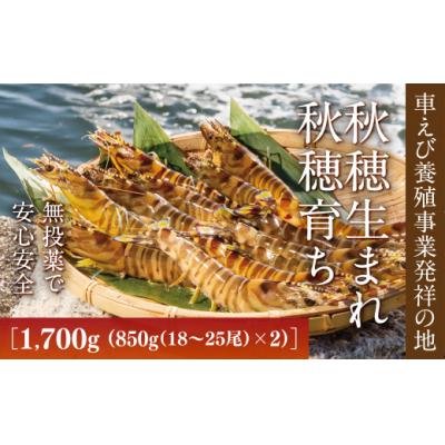 ふるさと納税 山口市 旭水産活き車海老1700g(850g(18〜25尾)×2)【養殖】 B056