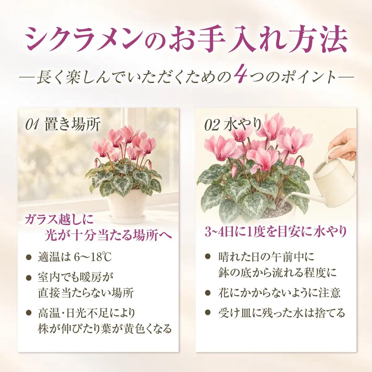 花 シクラメン イリュージア 新品種 ピンクラテ 5号 シクラメン 新品種