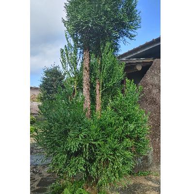 ふるさと納税 添田町 ゆら木-(添田町) |  | 03
