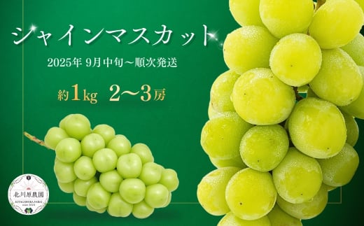 【2025年先行予約】 シャインマスカット 約1kg(2房 ~ 3房) 葡萄 ブドウ 白ぶどう 種無し 種なし 皮ごと 千曲市 長野県 信州
