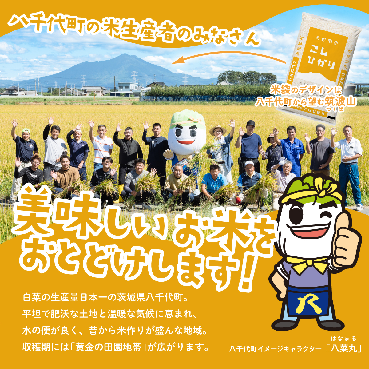 【12月発送】コシヒカリ 10kg (5kgx2袋) 令和7年産 茨城県産 こしひかり 白米 精米 茨城県 八千代町 お米 米 [SF295yai]