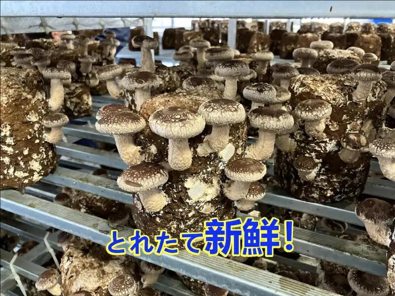 小田原産高級しいたけ「海の香・山の香」　香り高く肉厚でみずみずしい　500ｇお届け【 野菜 きのこ キノコ 茸 シイタケ しいたけ 贈答用 ご家庭でおすそ分け 神奈川県 小田原市 きのこ】
