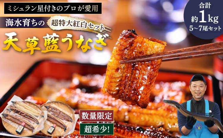 うなぎ  【ミシュラン1つ星店 採用】数量限定!! 海水育ちの天草藍うなぎ 超特大 紅白 5〜7尾 セット【合計約1kg】蒲焼き 白焼き 鰻重 鰻丼 鰻 蒲焼き ギフト