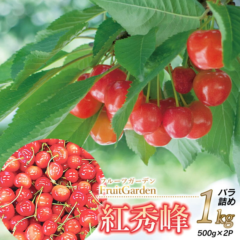 【ふるさと納税】【令和7年産先行予約】さくらんぼ 紅秀峰 L～2Lサイズ バラ詰め 1kg(500g×2)　山形県鶴岡産