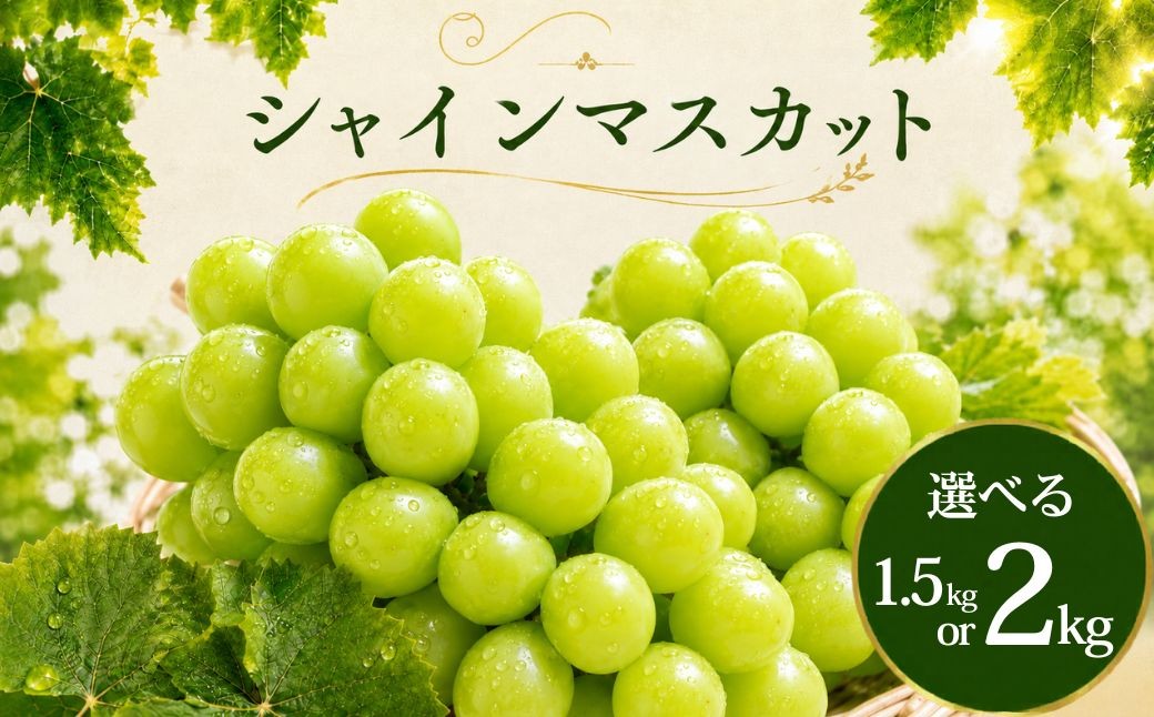 
                  シャインマスカット 1.5kg 2kg 2026年 先行予約 数量限定 選べる | シャインマスカット ぶどう 葡萄 グレープ 果物 フルーツ 甘い おいしい 大房 旬 農家直送 新規就農 限定 果樹 高級果物 お取り寄せ 新鮮 人気品種 デザート スイーツ 美味しい ギフト 人気 くまさん農園 埼玉県 久喜市
                